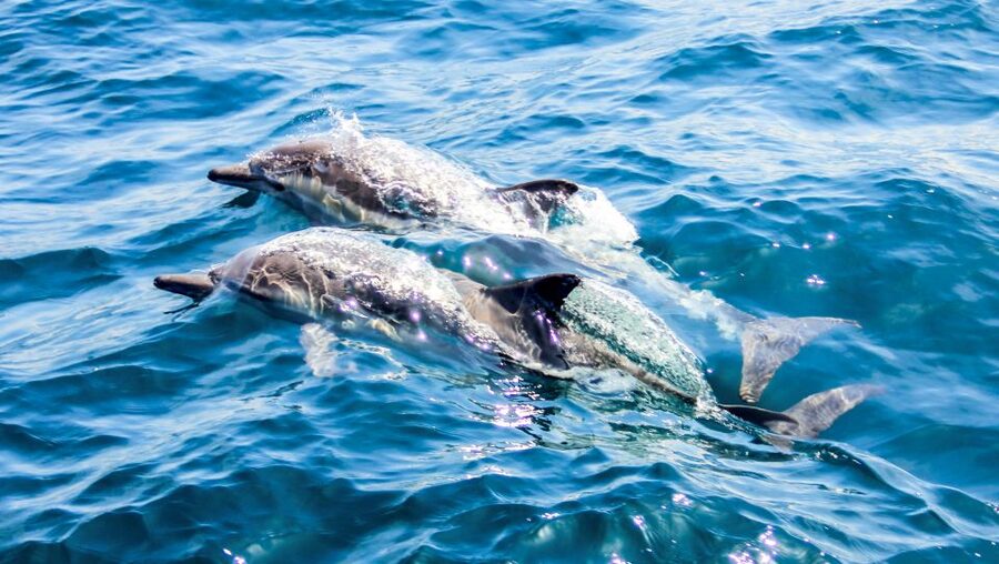 Heraklion: Dia Island Sailboat Cruise with Swimming and Meal - Should you book the Dia Island sailing?
