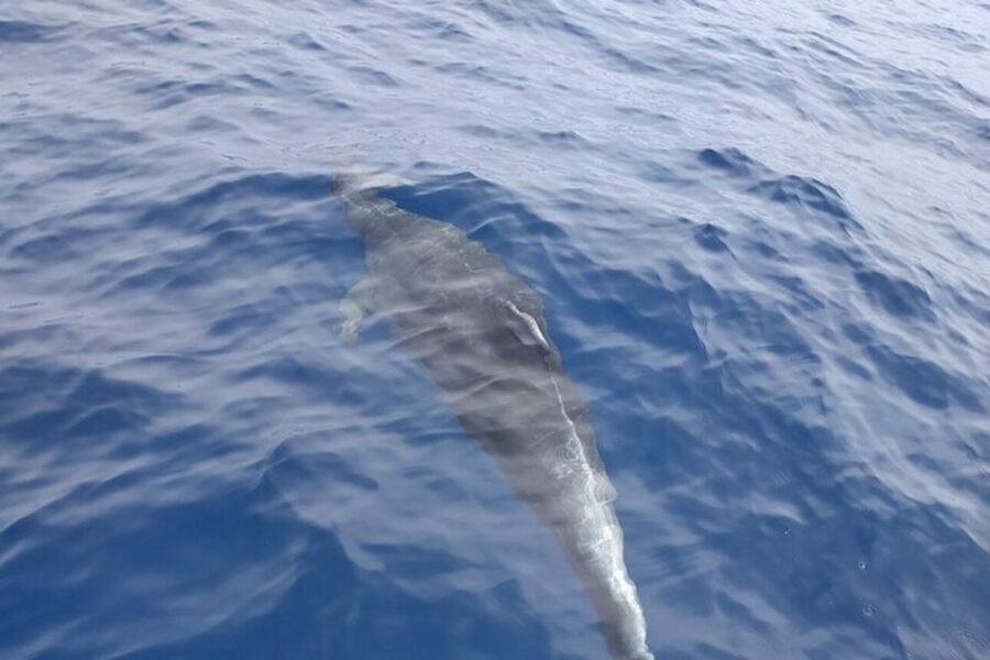 Heraklion: Nature Reserve Dia Island Full-Day Cruise & Lunch - Why Dia Island is more than a swimming stop