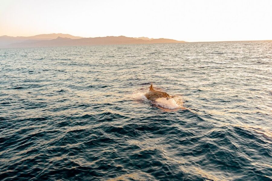 Heraklion: Sunset Private Sailing Trip to Dia island - Should You Book the Dia Sunset Cruise?