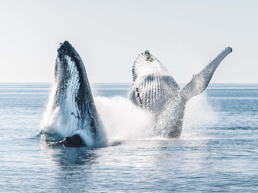 Hervey Bay: Half-Day Whale and Island Adventure by Boat - Platypus Bay and the chance to swim