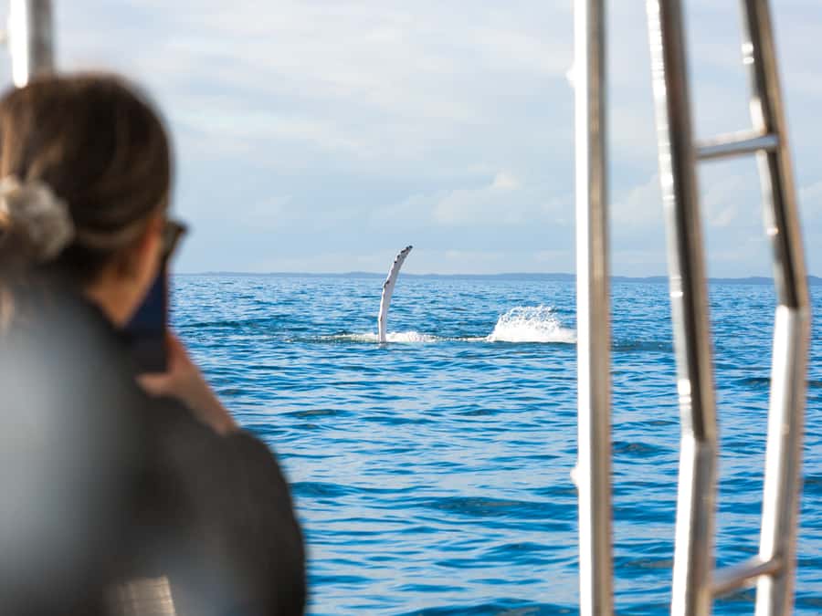 Hervey Bay: Half-Day Whale and Island Adventure by Boat - Practical preparation for the marina