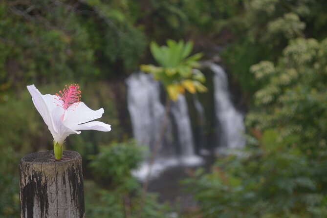 Hilo Waterfall Swim and Hike with Hilo Cruise Ship Pickup - Small groups and the guide’s role
