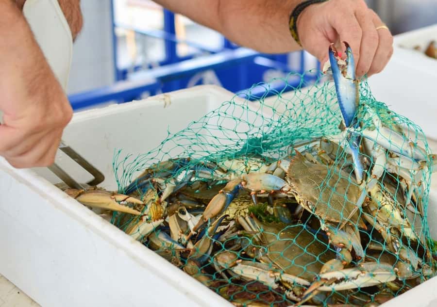 Hilton Head Island: Crabbing Expedition Boat Tour - Learning how a commercial crab boat works