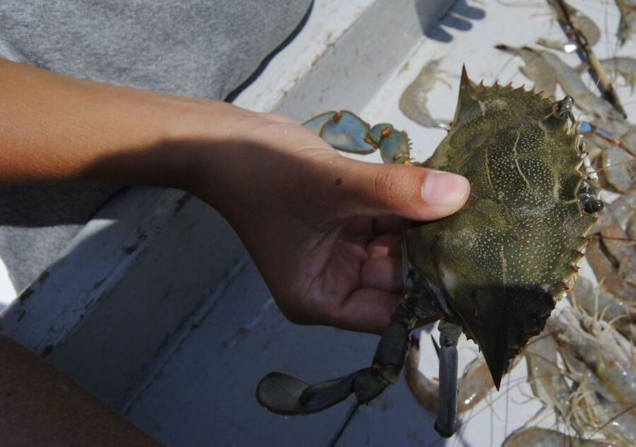 Hilton Head Island: Crabbing Expedition Boat Tour - The educational side is stronger than the fishing side