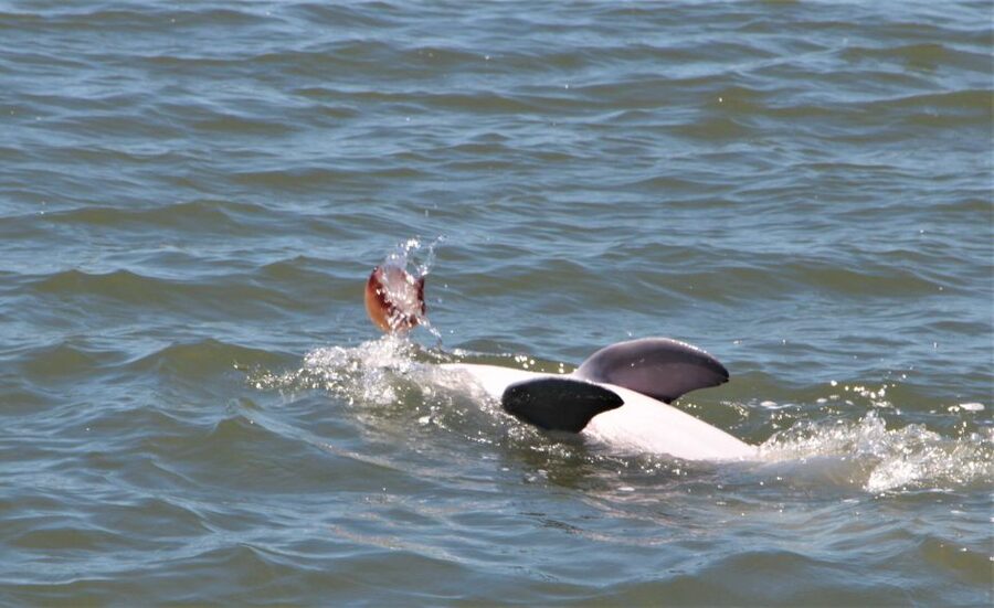 Hilton Head Island: Daytime Dolphin Watching Boat Tour - Key points to know before you book