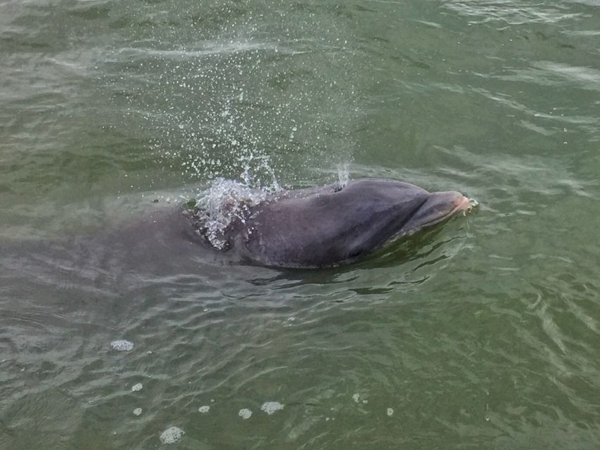 Hilton Head Island: Daytime Dolphin Watching Boat Tour - What the guide and captain add