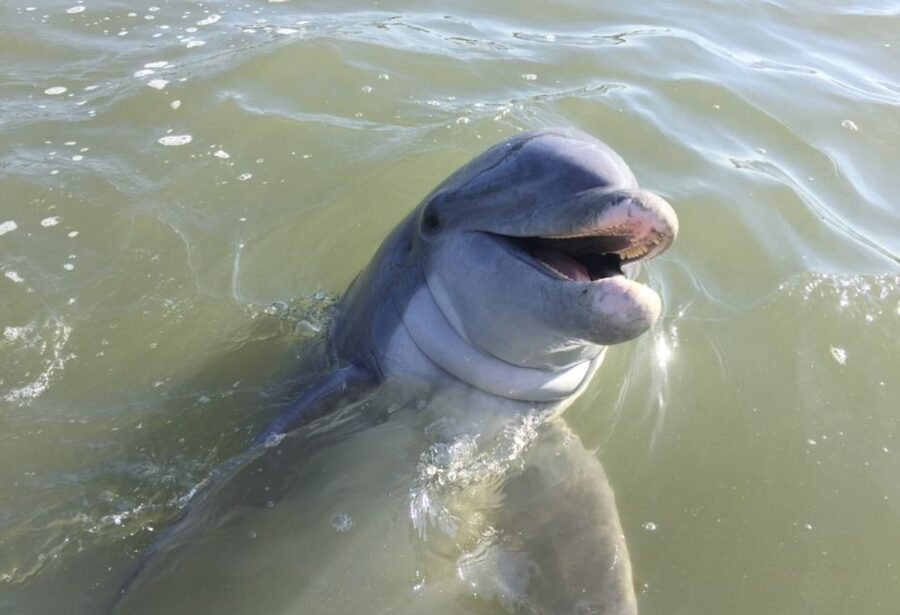 Hilton Head Island: Daytime Dolphin Watching Boat Tour - Dolphin watching in Calibogue Sound