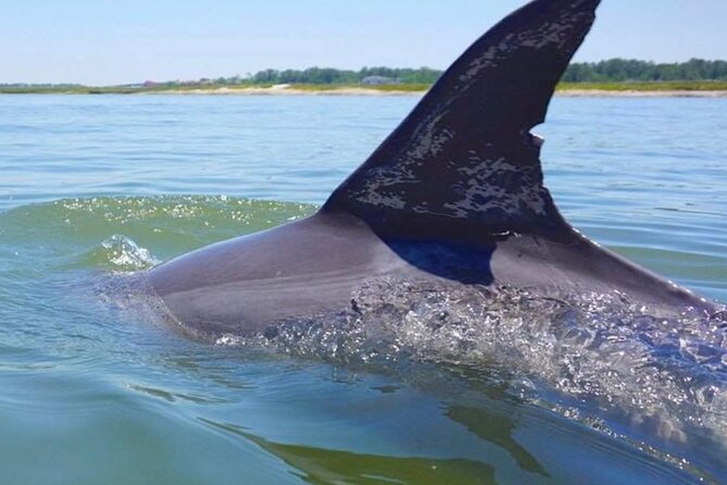 Hilton Head Island Dolphin Boat Cruise - What the 90-minute route actually feels like