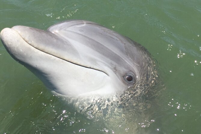 Hilton Head Island Dolphin Boat Cruise - The local guides make the difference