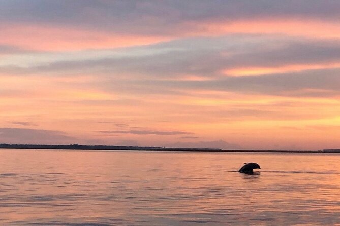 Hilton Head Island Dolphin Boat Cruise - The group size and viewing experience