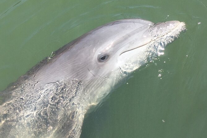 Hilton Head Island Dolphin Boat Cruise - Who should book this cruise?