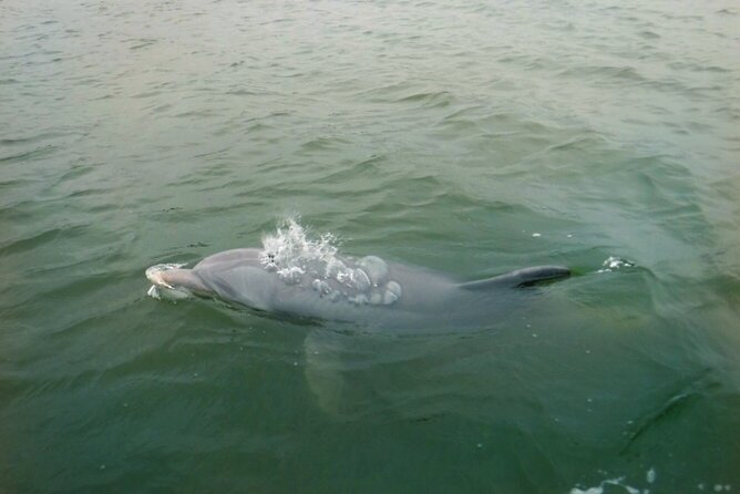 Hilton Head Island Dolphin Boat Cruise - Why the dolphin guarantee matters