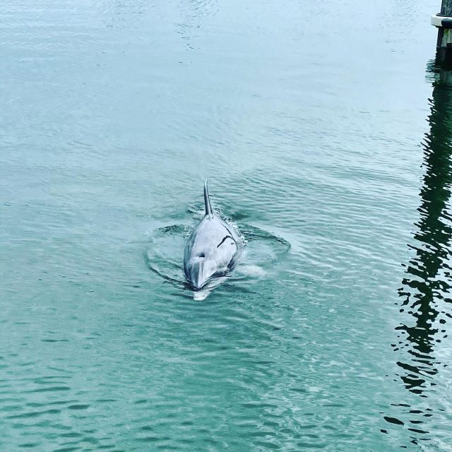 Hilton Head Island: Dolphin Cruise & Nature Tour - A small boat made for Hilton Head’s tidal waters