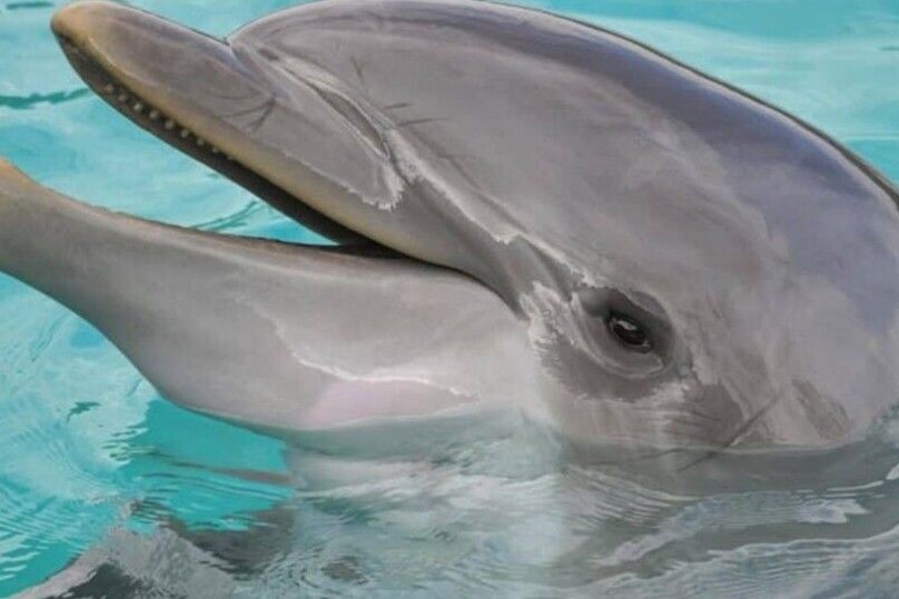 Hilton Head Island: Dolphin Cruise & Nature Tour - Broad Creek and the first wildlife search