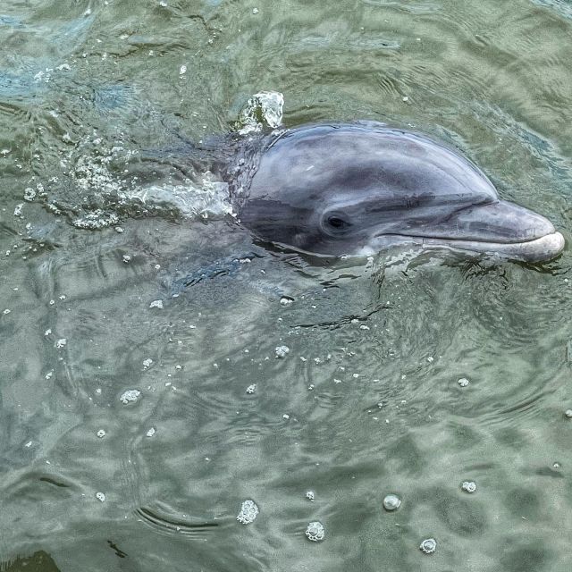 Hilton Head Island: Dolphin Cruise & Nature Tour - Island homes, locks, and changing views