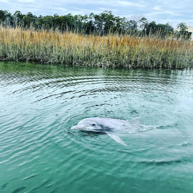 Hilton Head Island: Dolphin Cruise & Nature Tour - Checking in at Island Head