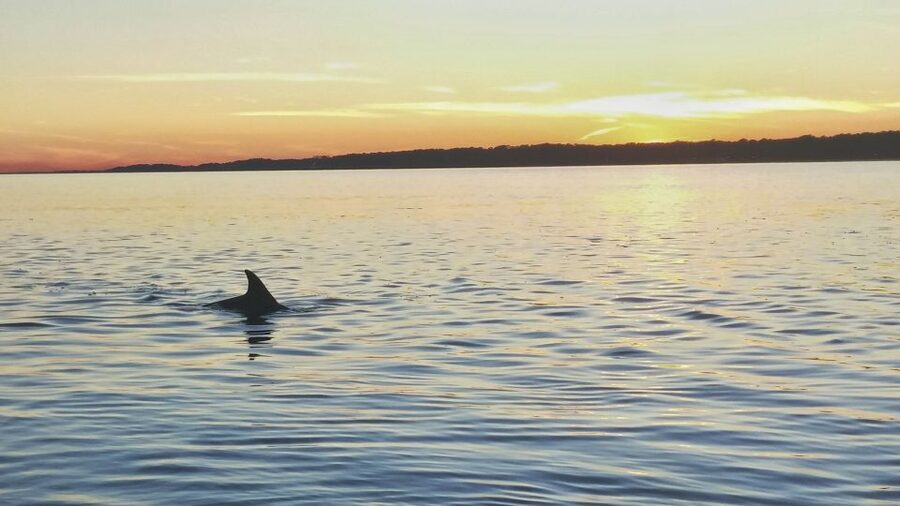 Hilton Head Island: Dolphin Watching 3-Course Dinner Cruise - Why this Hilton Head cruise works as a dinner outing