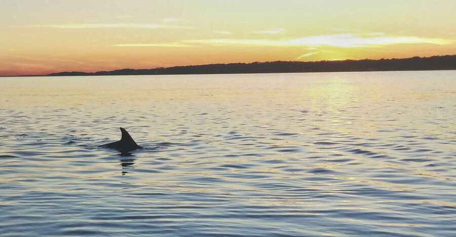 Hilton Head Island: Dolphin Watching 3-Course Dinner Cruise - Lower deck comfort or upper deck views