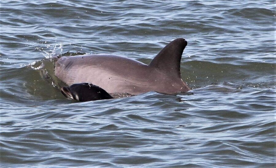 Hilton Head Island: Dolphin Watching Cruise with Donuts - Key points at a glance