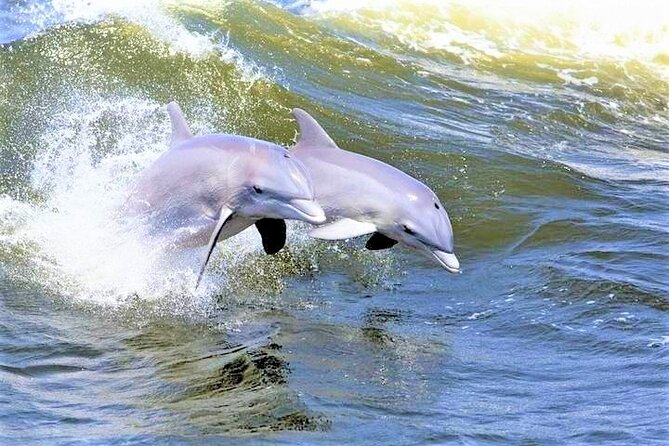 Hilton Head Island Ocean Dolphin Cruise - What the 90-minute cruise is really like