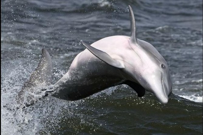 Hilton Head Island Ocean Dolphin Cruise - Timing is the detail you should not ignore