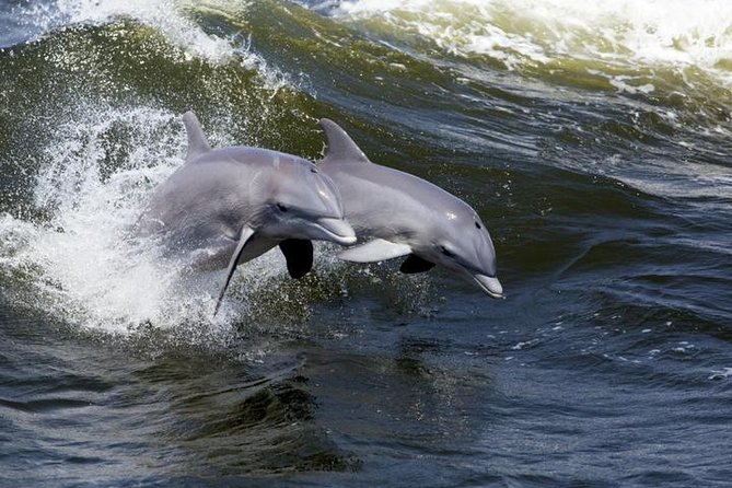 Hilton Head Island: Ocean Dolphin Cruise - Boarding the Vagabond