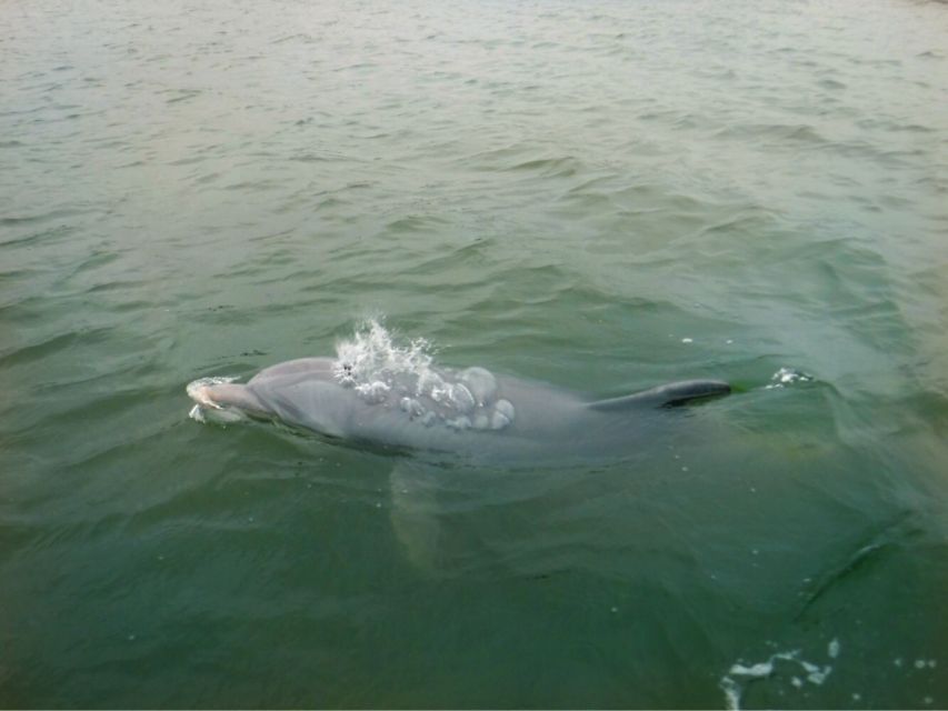 Hilton Head Island: Private Dolphin Watching Boat Tour - Searching for Atlantic bottlenose dolphins
