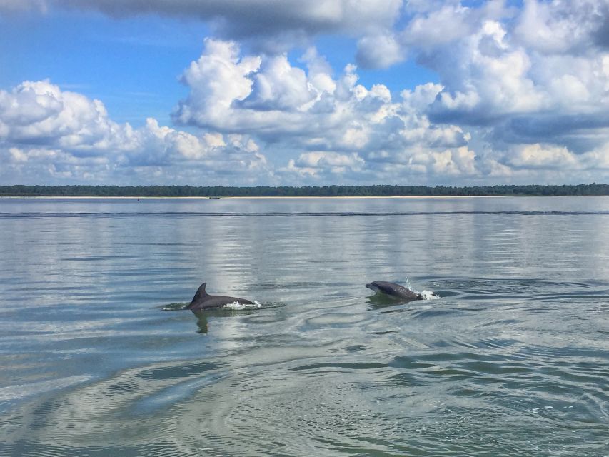 Hilton Head Island: Private Dolphin Watching Boat Tour - Hilton Head’s creeks and marsh waterways
