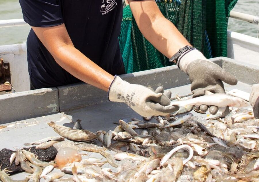 Hilton Head Island: Shrimp Trawling Boat Tour - Key points before you book