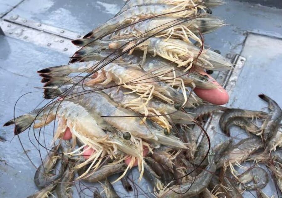Hilton Head Island: Shrimp Trawling Boat Tour - Timing, parking, and getting to the pier