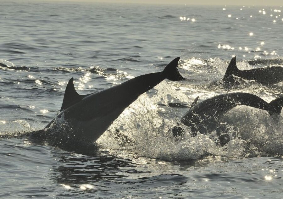 Hilton Head Island: Sunset Dolphin Cruise - Turning toward Daufuskie Island at sunset