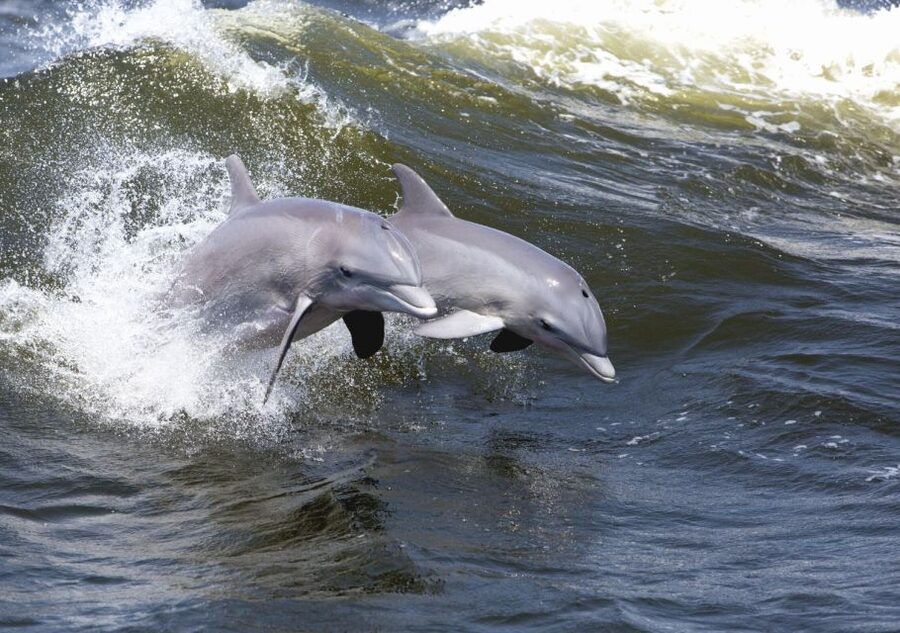 Hilton Head Island: Sunset Dolphin Cruise - Seating, wind, and what to bring