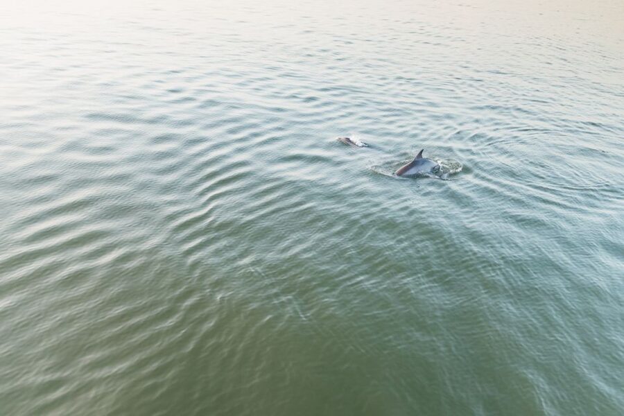 Hilton Head Island: Sunset Dolphin Cruise - Booking advice and cancellation flexibility