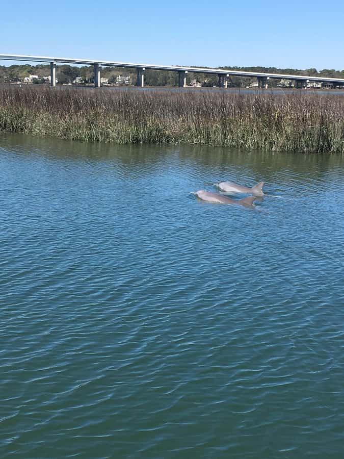Hilton Head Island: Sunset Dolphin Watching Cruise - Watching dolphins without false promises