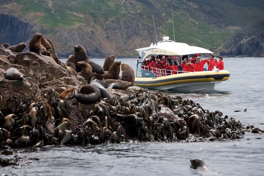 Hobart: Bruny Island Wilderness Coast Eco Cruise with Lunch - Should you book the Bruny Island wilderness cruise?
