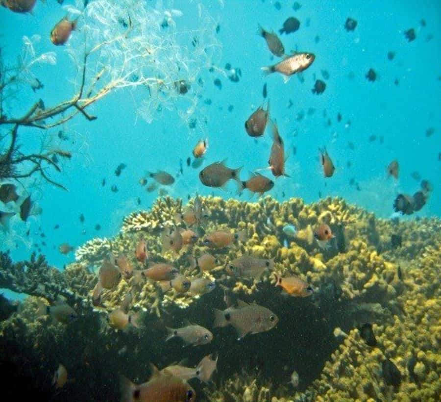Hoi An: Cham Islands Snorkeling Trip by Speedboat with Lunch - Snorkeling at Bãi Xếp or Hòn Tai