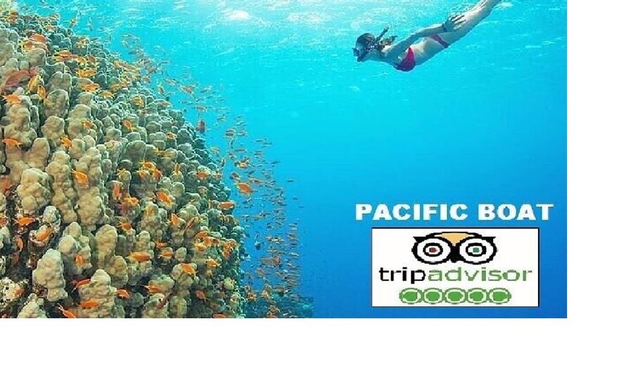 Hoi An/Da Nang: Snorkelling & Island-Hopping Speedboat Tour - From Hoi An or Da Nang to Cua Dai Harbour
