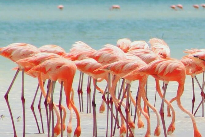 Holbox plus Island Magic by boat Tour from Cancun - Punta Mosquito and shallow water reflections