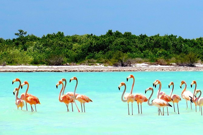 Holbox plus Island Magic by boat Tour from Cancun - Isla Pasión and the bird-filled sandbanks