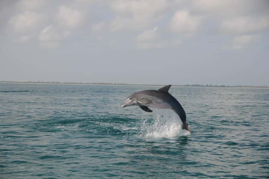 Holbox: Three Islands Tour - Isla Pájaros, a Bird Island You Cannot Walk On