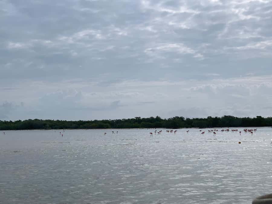 Holbox: Three Islands Tour - Small Groups, Guides, and Refreshments