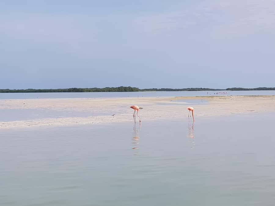 Holbox: Three Islands Tour - Is $72 a Fair Price?