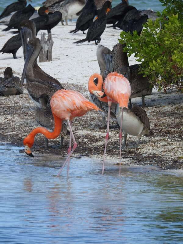 Holbox: Yum Balam Reserve Classic Boat Tour - What the $36 Yum Balam boat trip actually delivers