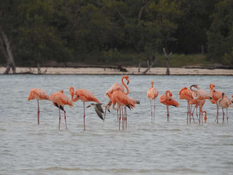 Holbox: Yum Balam Reserve Classic Boat Tour - Passion Island brings birds and open views