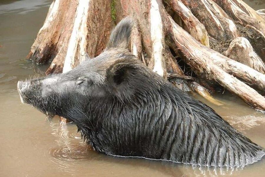 Honey Island Swamp and Bayou Boat Tour with Transportation - Key points to know before you book