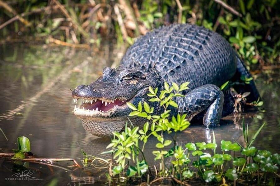 Honey Island Swamp and Bayou Boat Tour with Transportation - Looking for alligators and other swamp life