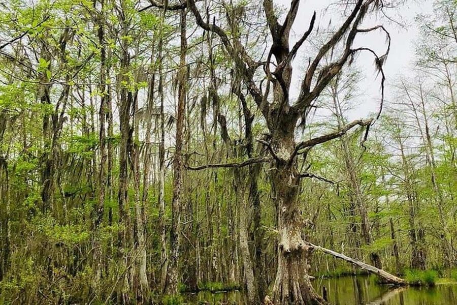 Honey Island Swamp and Bayou Boat Tour with Transportation - Is $70 a fair price?