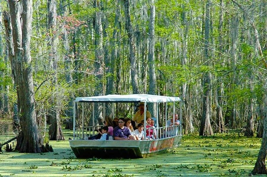 Honey Island Swamp and Bayou Boat Tour with Transportation - Practical advice for a better day