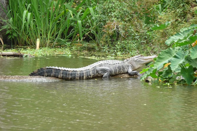 Honey Island Swamp Boat Tour - Reaching Honey Island Swamp from New Orleans
