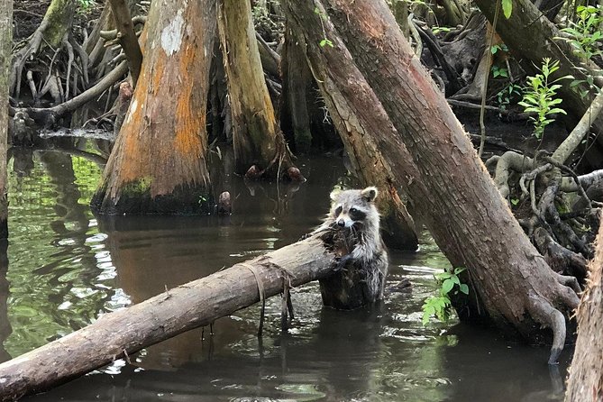 Honey Island Swamp Boat Tour - Is $34 a good value?